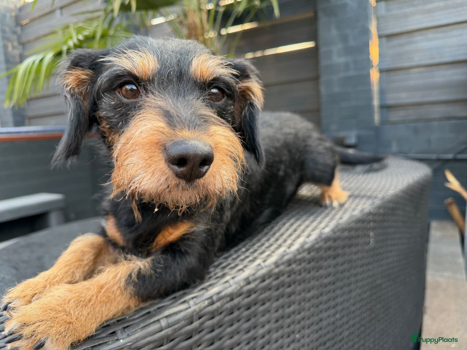 Kruising honden Teckel pups  - Advertentie 2