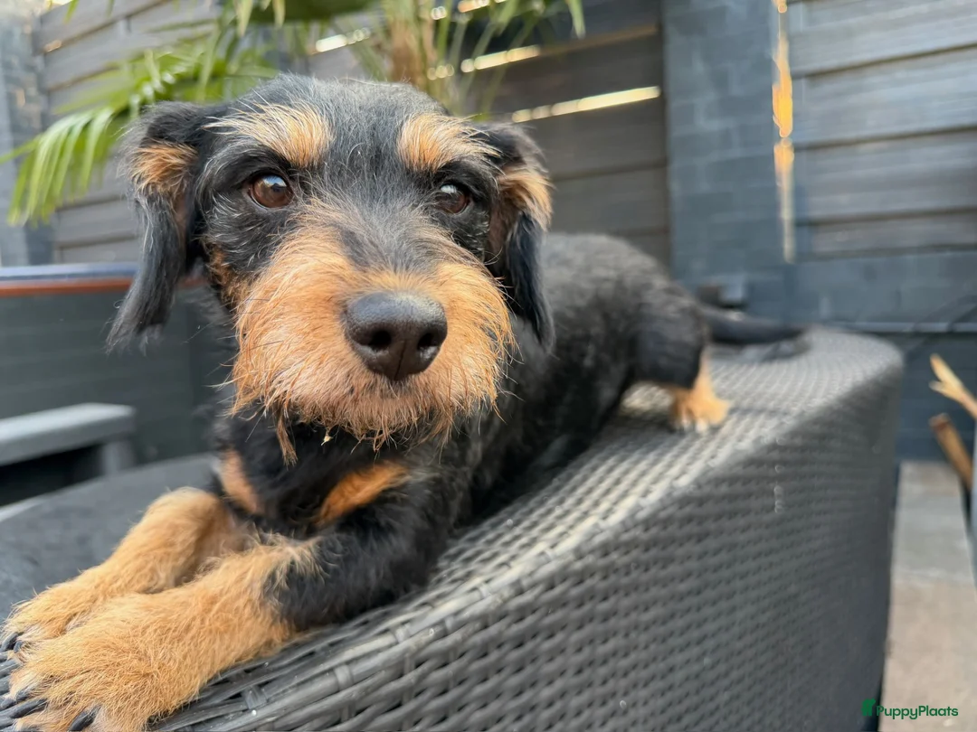 Kruising honden te koop: Teckel pups  - Advertentie 1