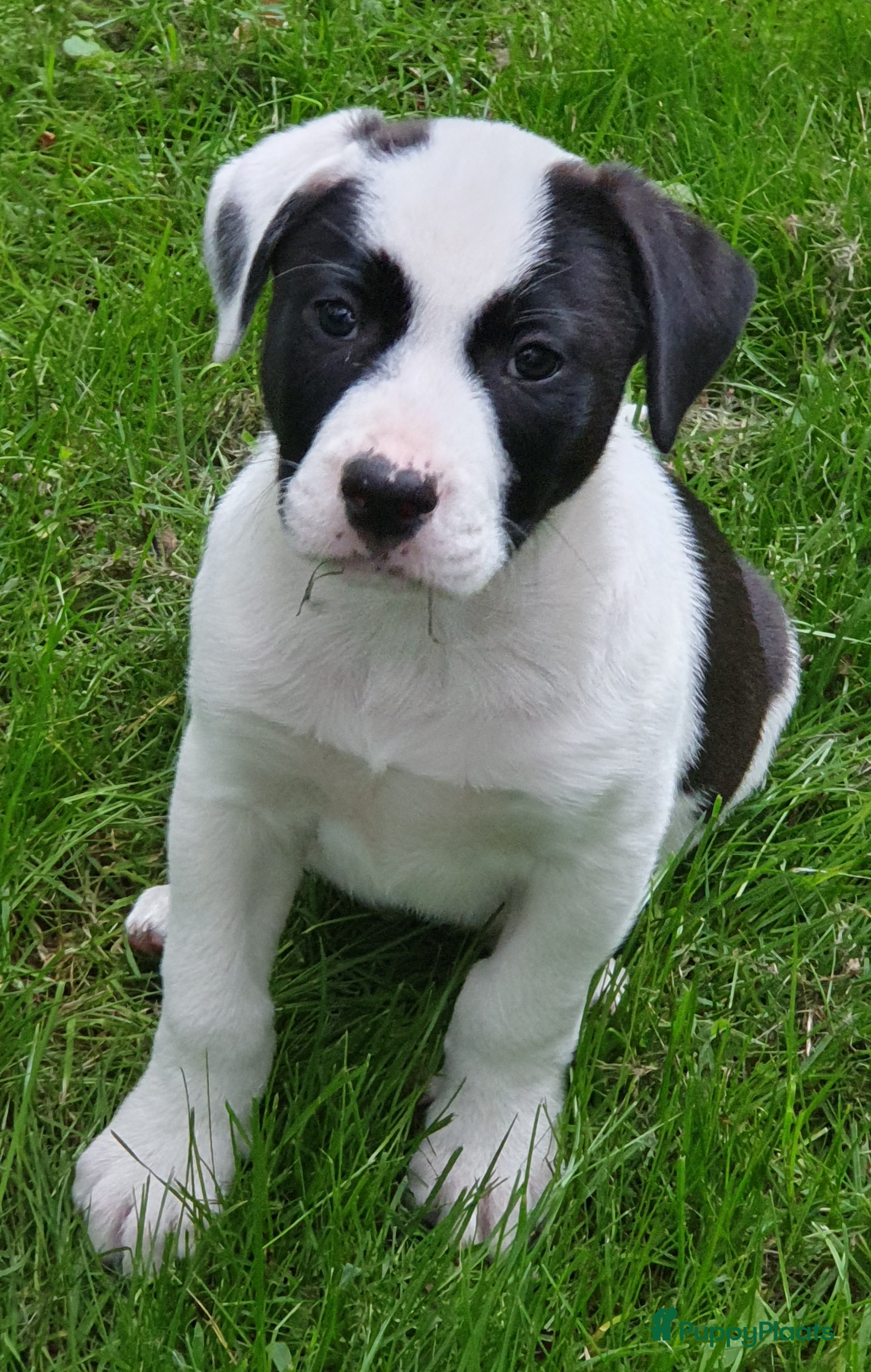 Kruising honden De laatste Border Collie Kruising pup - Advertentie 13