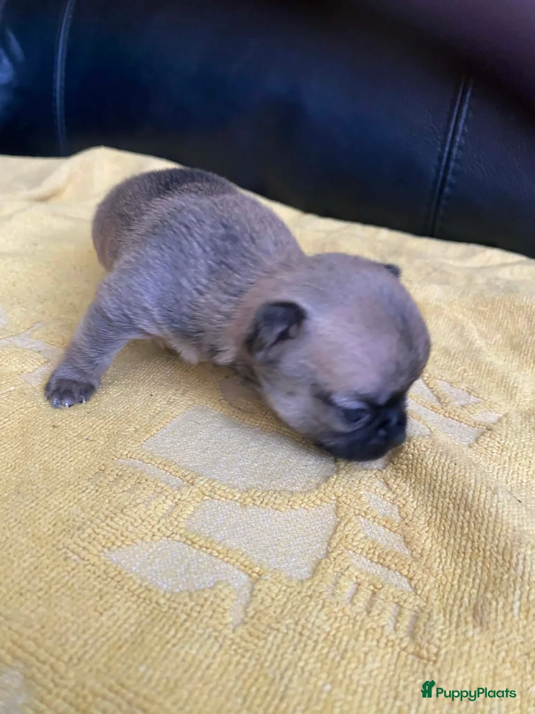 Chihuahua honden te koop: Knappe chihuahua pups - Advertentie 9