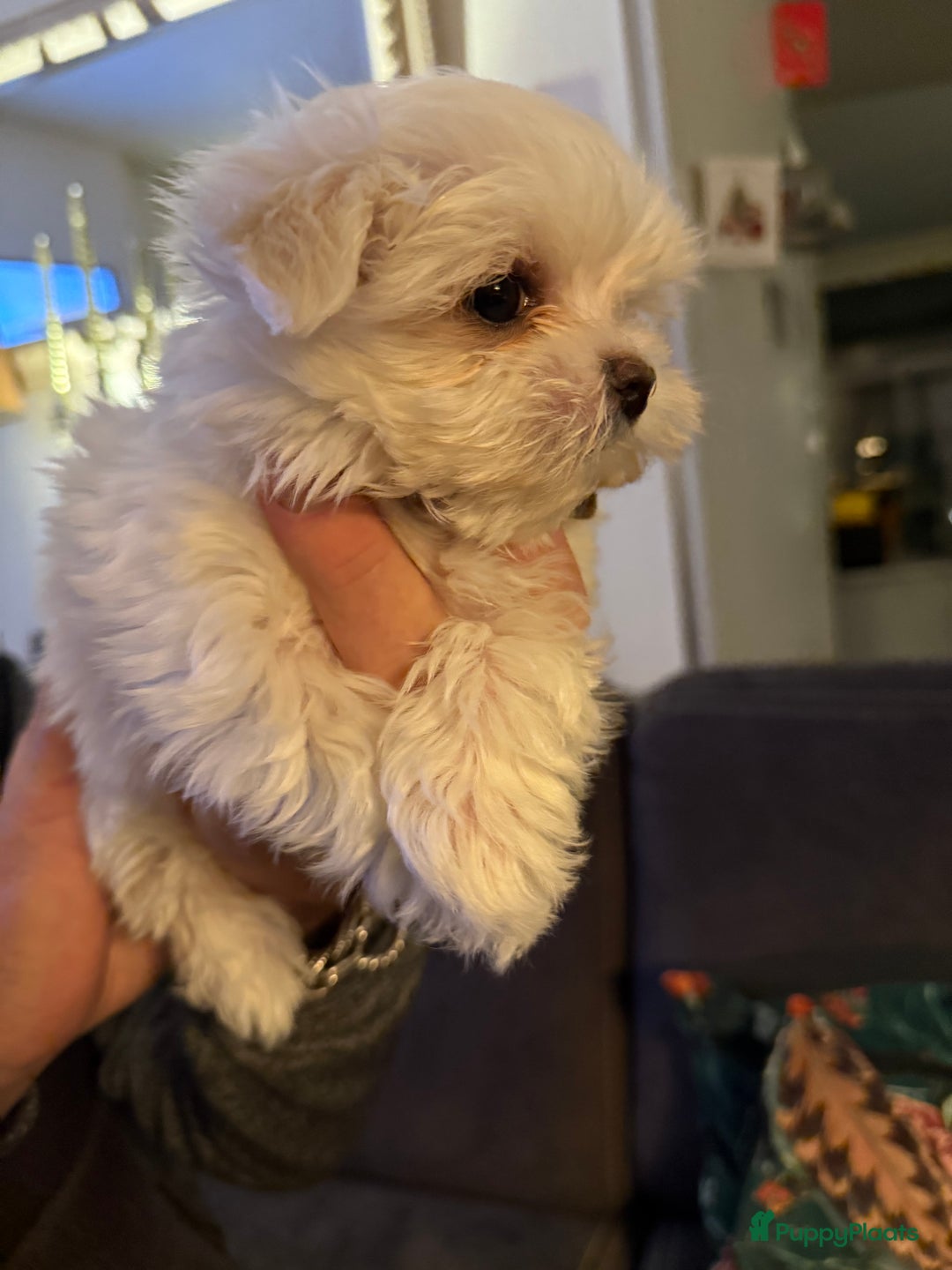 Maltezer honden te koop: Toy Maltezer pups - Advertentie 17