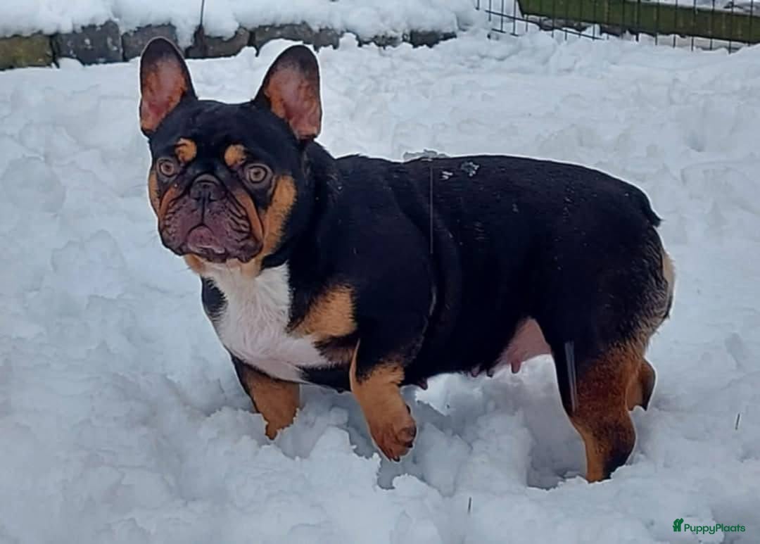 Franse Bulldog honden te koop: Prachtige Franse Bulldog pups met stamboom in Zoutleeuw - Afbeelding 21