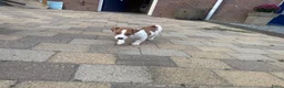 Jack Russel Terriër honden te koop: Nog 1 Jack Russell pupje beschikbaar!  - Advertentie 4