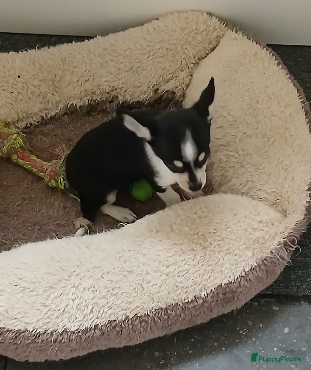 Chihuahua honden te koop: chihuahua - Advertentie 4