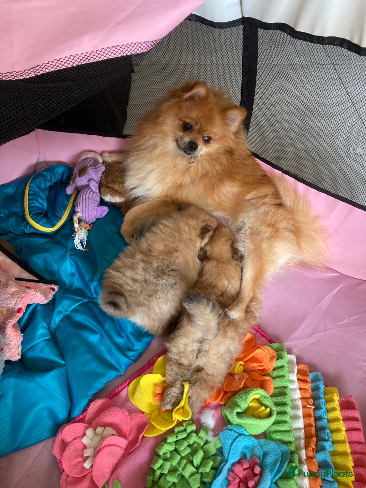 Pomeriaan honden te koop: Prachtige sociale gezonde pomeriaantjes - Advertentie 2