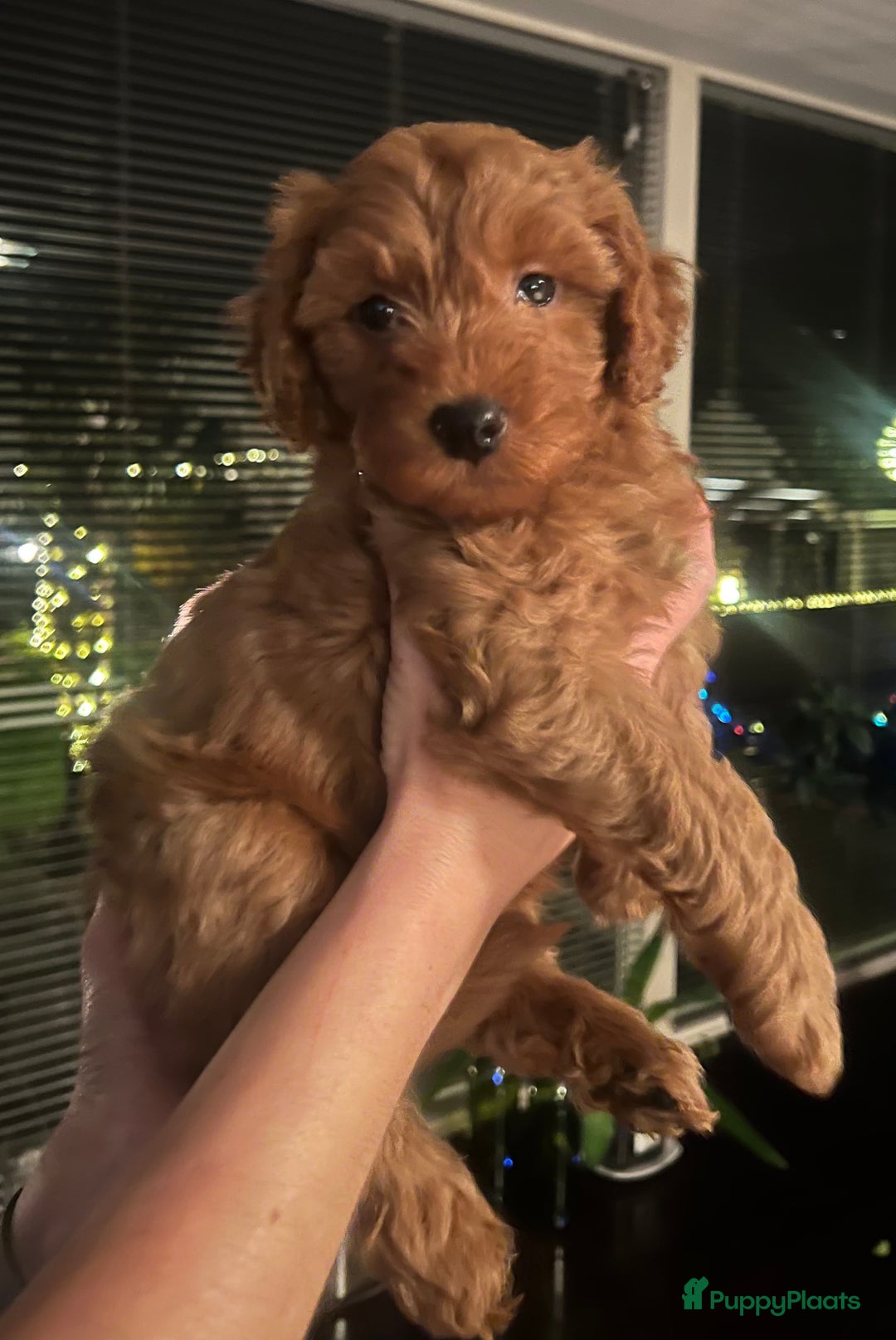 Kruising honden te koop: Huiselijke nest POEDELS, moeder & vader aanwezig  - Advertentie 3