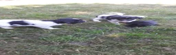 Kruising honden te koop: Prachtige Goldendoole X Friese Stabij pups - Advertentie 11