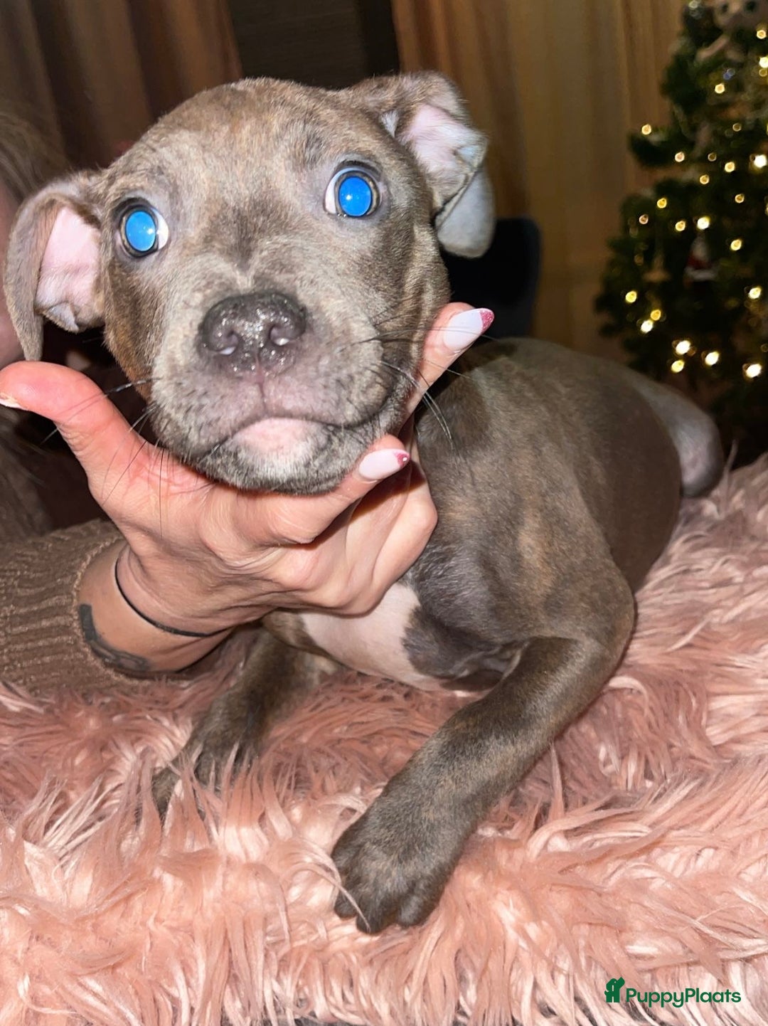 Kruising honden te koop: Pitbull x Cane Corso x Old English Bulldog puppies - Advertentie 10
