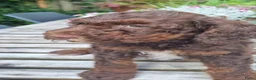 Australian Labradoodle honden te koop: Australian Labradoodle pups - Advertentie 15