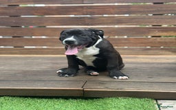 Amerikaanse Bully honden te koop: American Bully XL Puppies - Afbeelding 9