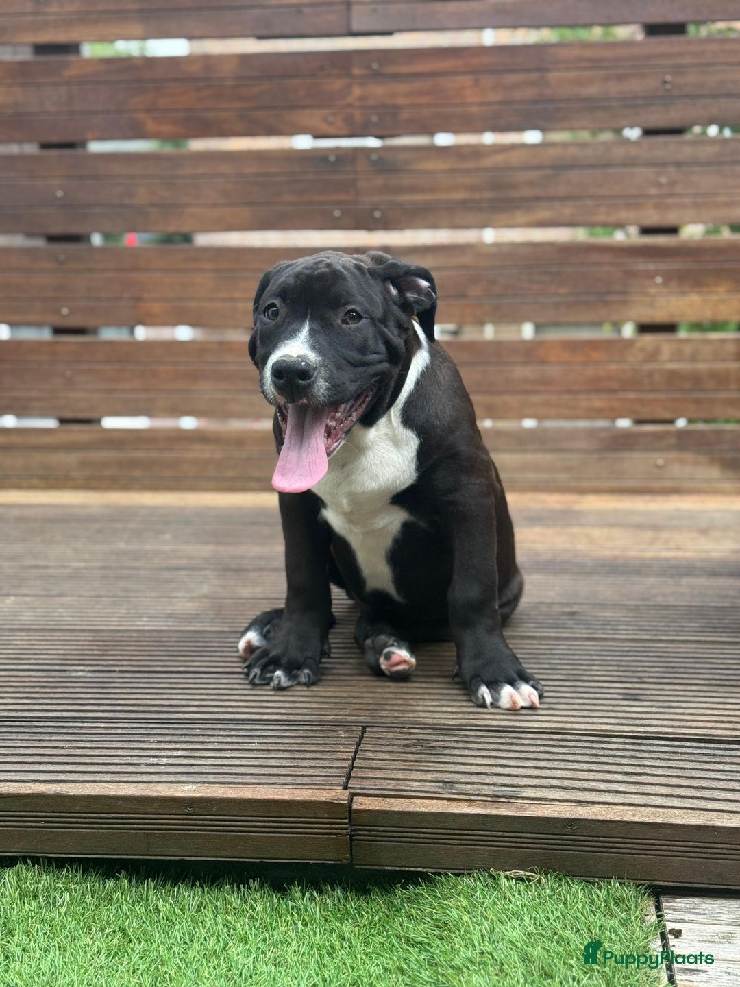 Amerikaanse Bully honden te koop: American Bully XL Puppies - Afbeelding 9