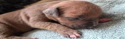 Amerikaanse Bully honden te koop: americanbully xl pup's  - Advertentie 33