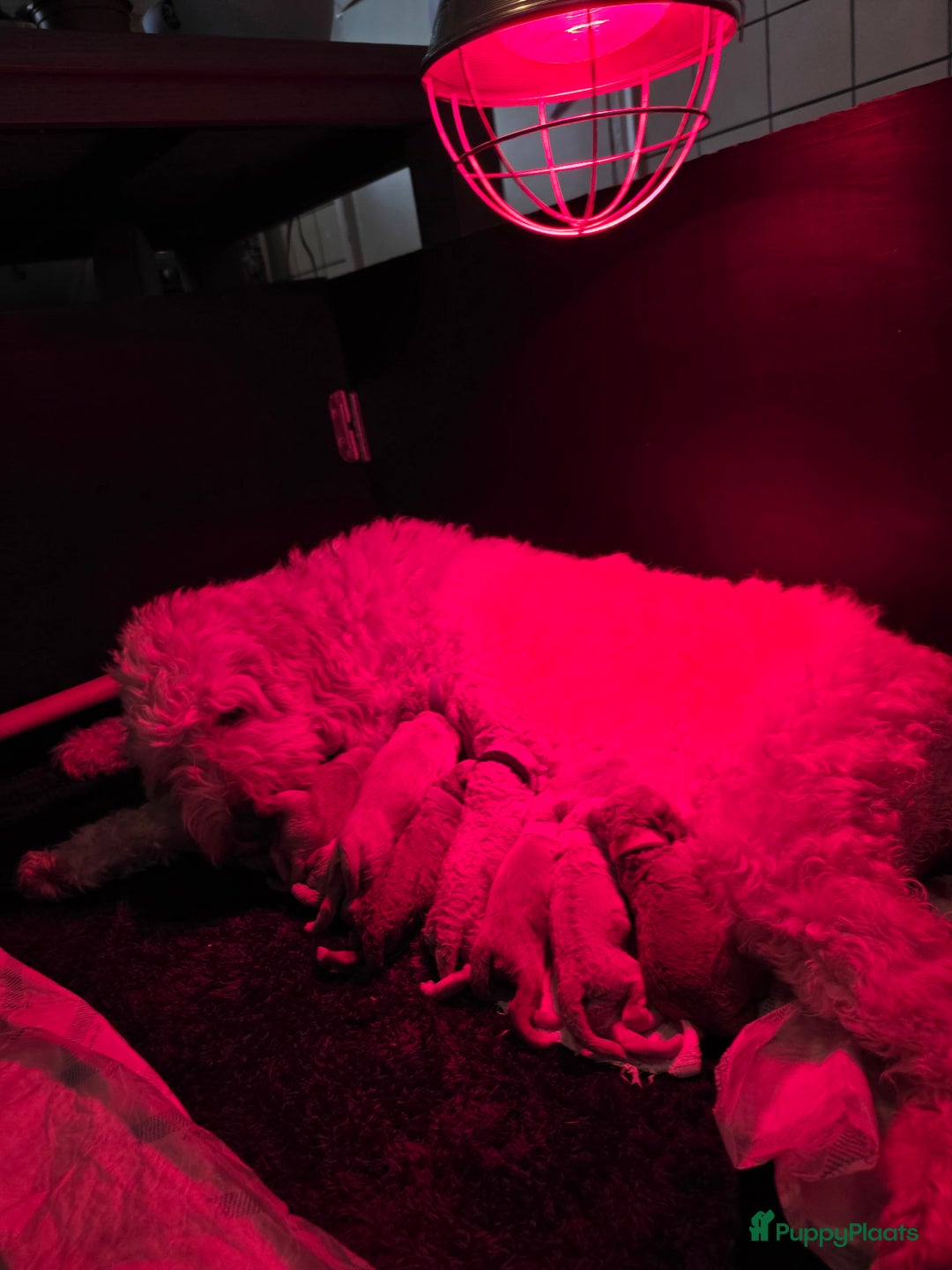 Goldendoodle honden te koop: 🐶 Goldendoodle pups medium - Advertentie 4