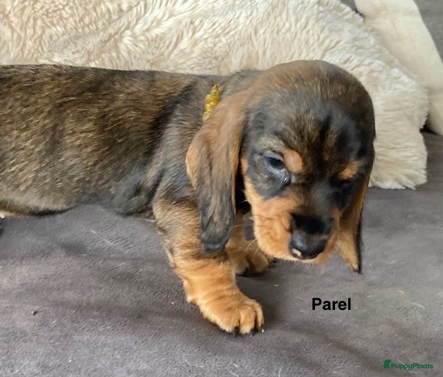Ruwhaar Teckel honden Prachtige Standaard Ruwhaar Teckelpuppy’s ,  - Advertentie 2