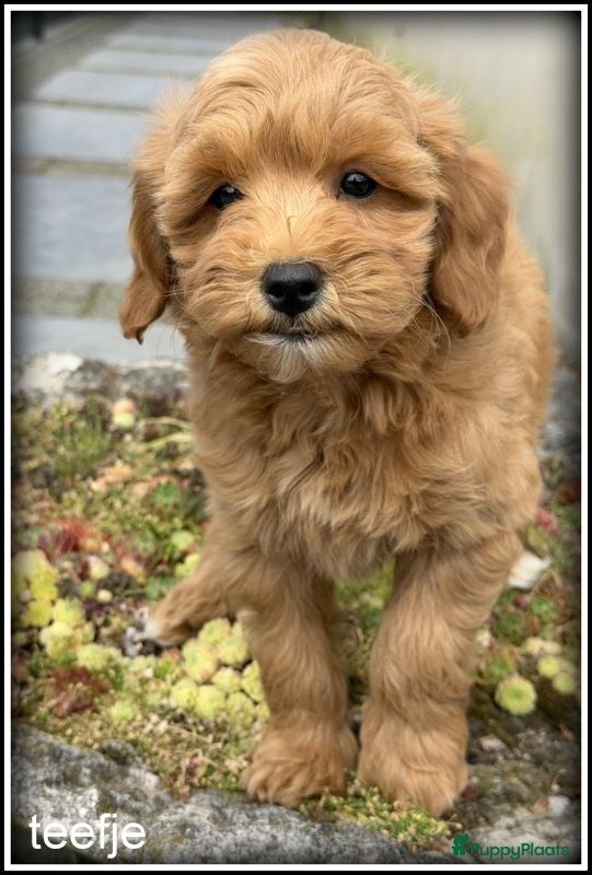Labradoodle honden Labradoodle pups +/- 45 cm - Advertentie 2