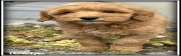 Labradoodle honden te koop: Labradoodle pups +/- 45 cm - Advertentie 2
