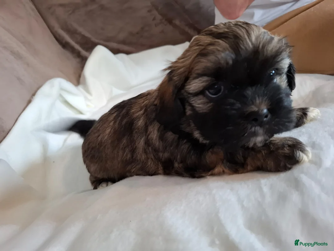 Kruising honden te koop: Mooi nestje boomerpups  - Advertentie 13