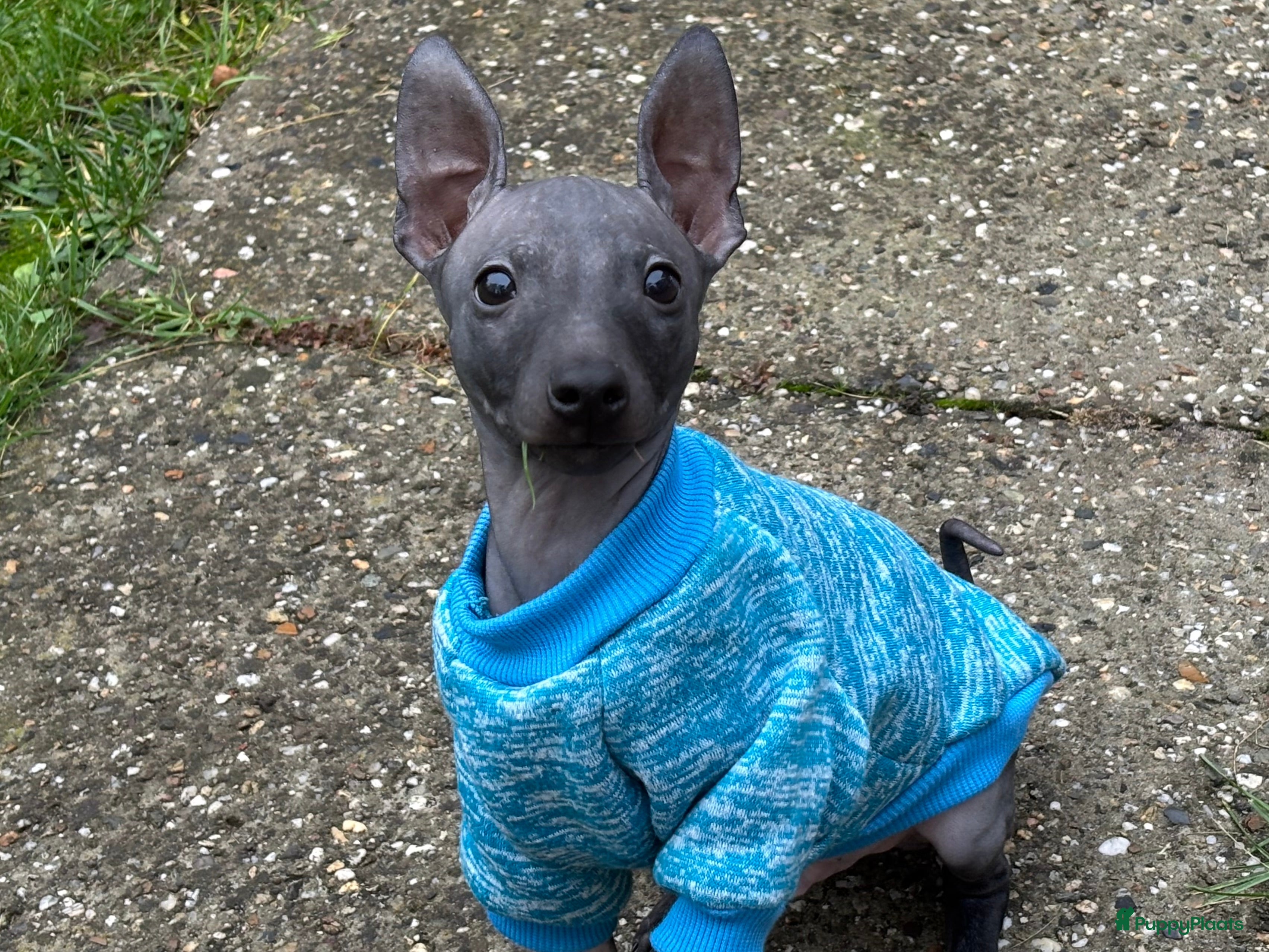 Amerikaanse Naakthond honden Te koop Amerikaanse naakthond reu  - Advertentie 2