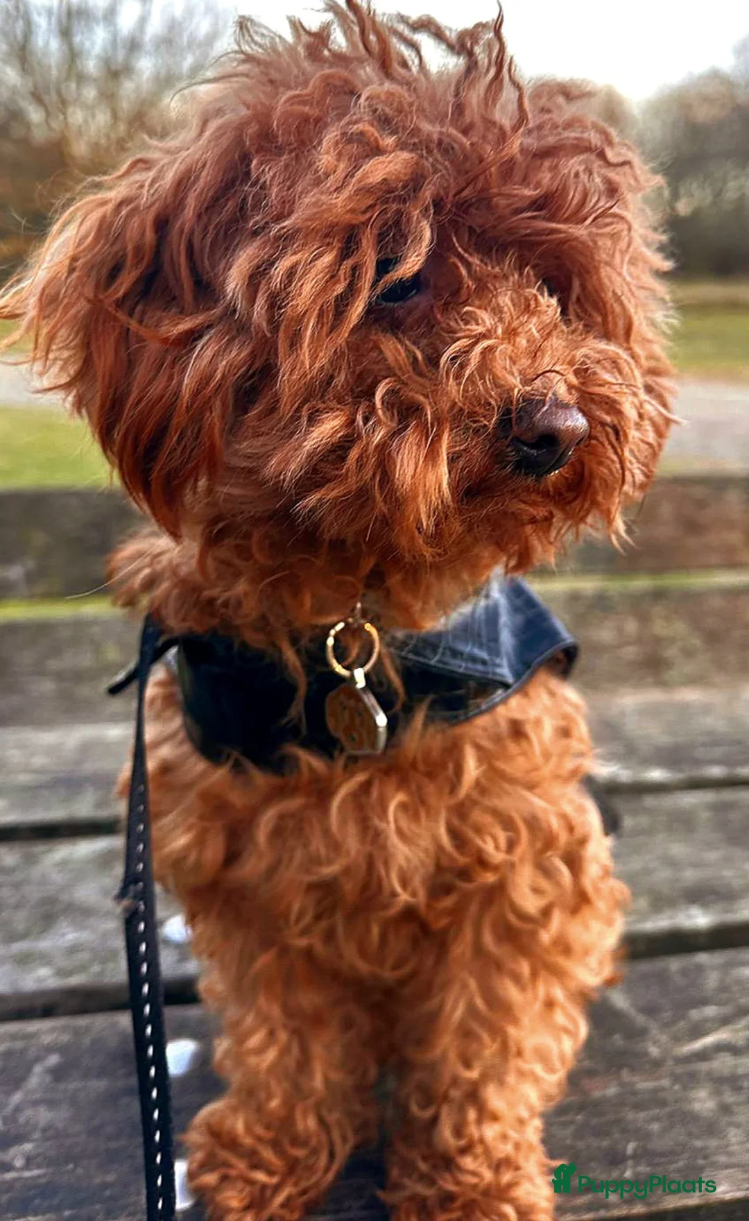 Poedel Toy honden te koop: Zilver reutje toy poedel - Advertentie 4