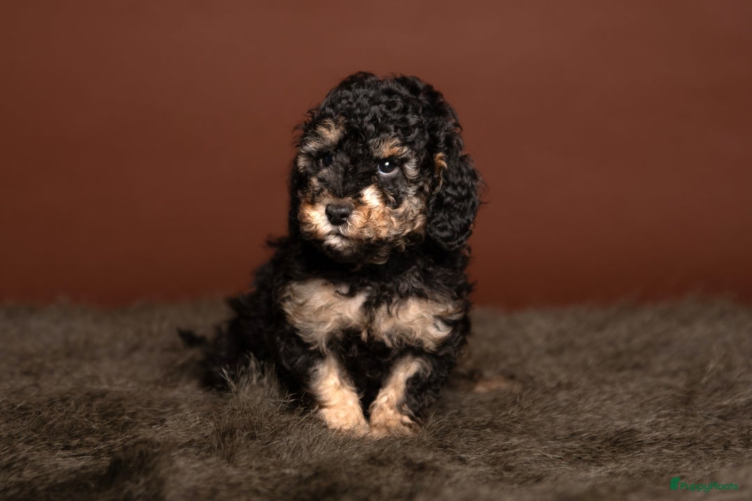 Dwergpoedel honden te koop: Dwerg (Toy) FCI stamboom, ouders volledig getest  - Advertentie 4