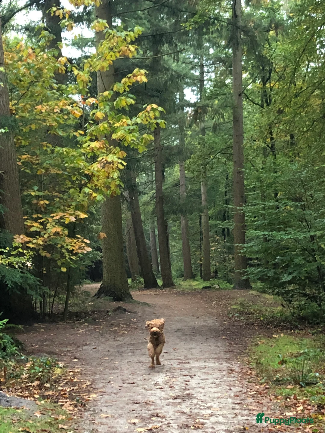 Labradoodle honden ter dekking: KNAPPE HALF AUSTRALIAN LABRADOODLE DEKREU PUK in Breda - Advertentie 13