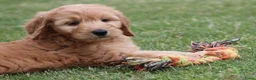Goldendoodle honden te koop: Mooie Goldendoodle pups - Advertentie 20