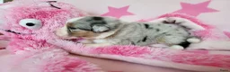 Australian Shepherd honden te koop: Australian Shepherd met FCI Stamboom - Advertentie 20