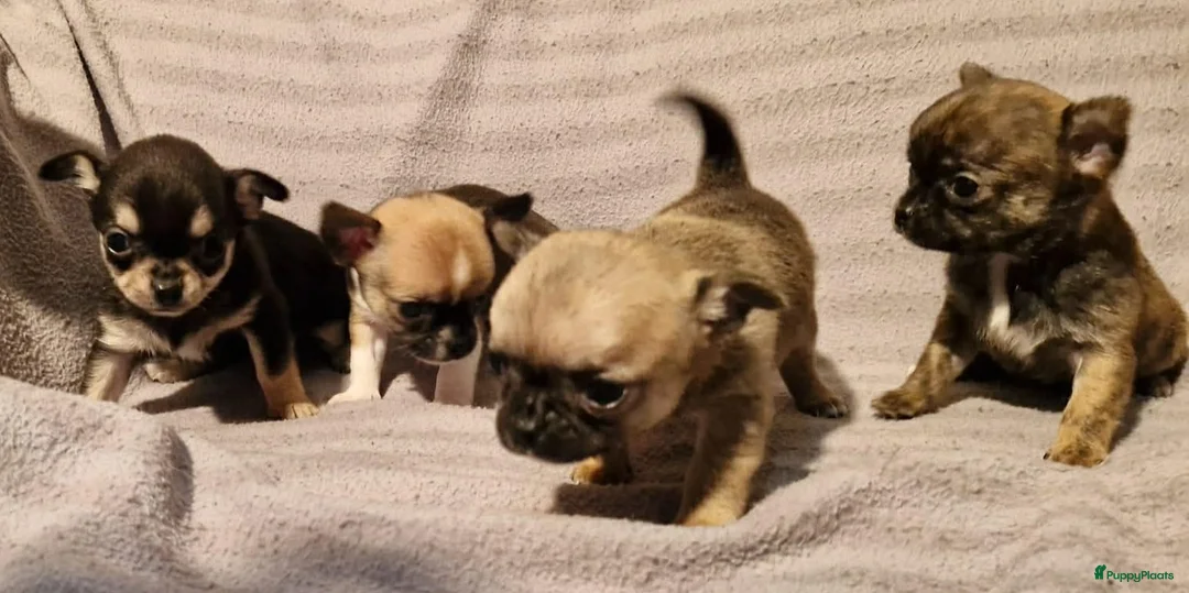 Chihuahua honden te koop: Knap wildkleur chihuahua teefje - Advertentie 17