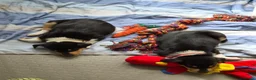 Schotse Herdershond korthaar honden te koop: Schotse herdershond korthaar pups - Advertentie 19