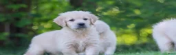 Golden Retriever honden te koop: prachtige golden retriever pups - Advertentie 5