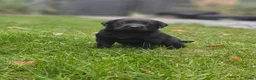 Labrador Retriever honden te koop: Labrador Retriever pups  - Advertentie 10