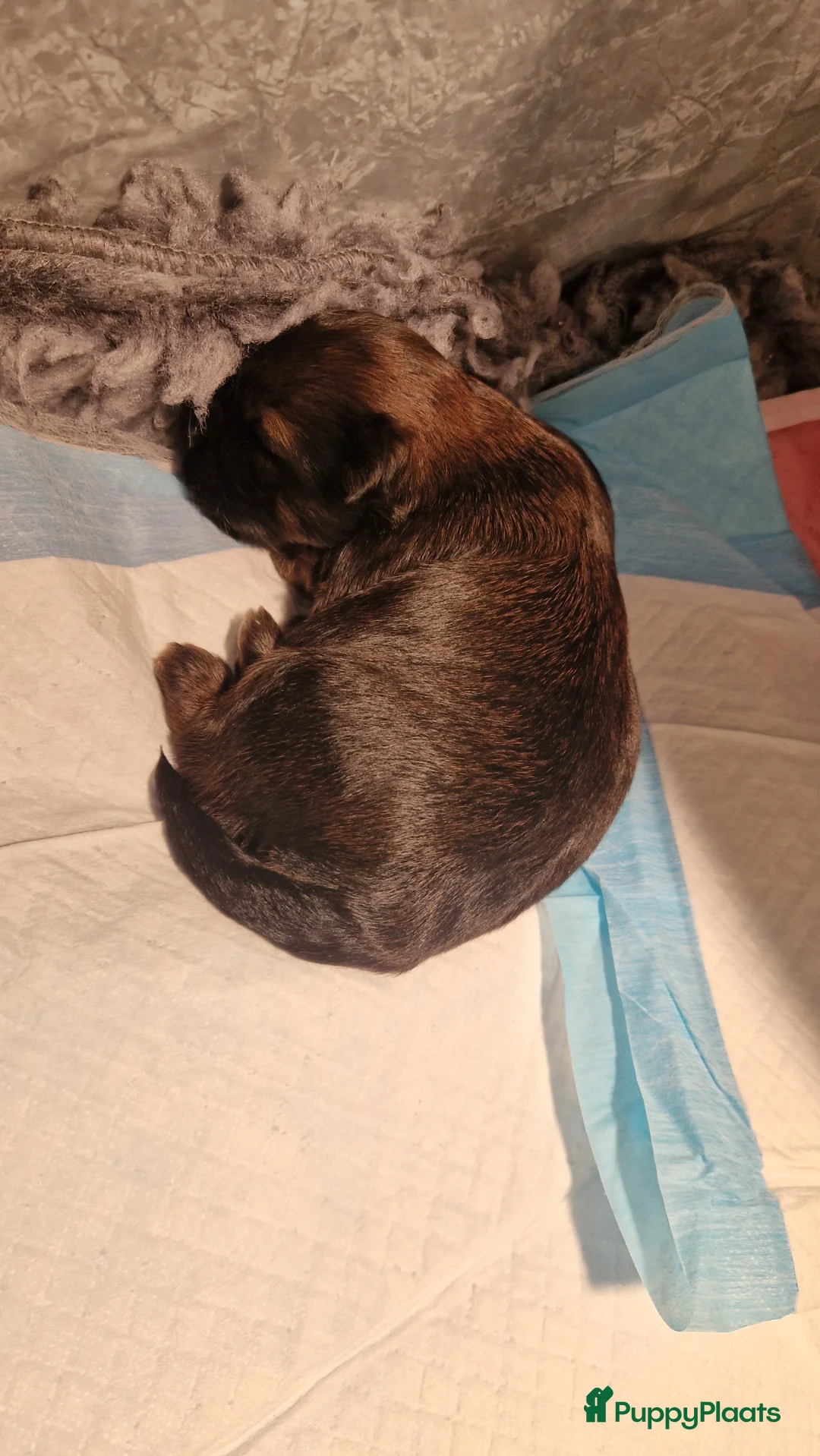 Shih Tzu honden te koop: Mooie shih tzu pups - Advertentie 6