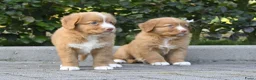 Nova Scotia Duck Tolling Retriever honden te koop: Nova Scotia Duck Tolling Retriever pups # Toller - Advertentie 27