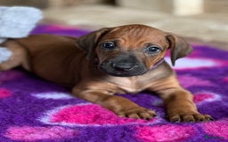 Rhodesian Ridgeback honden te koop: Prachtige en perfecte Rhodesian Ridgeback pups in Oosterbeek - Afbeelding 19