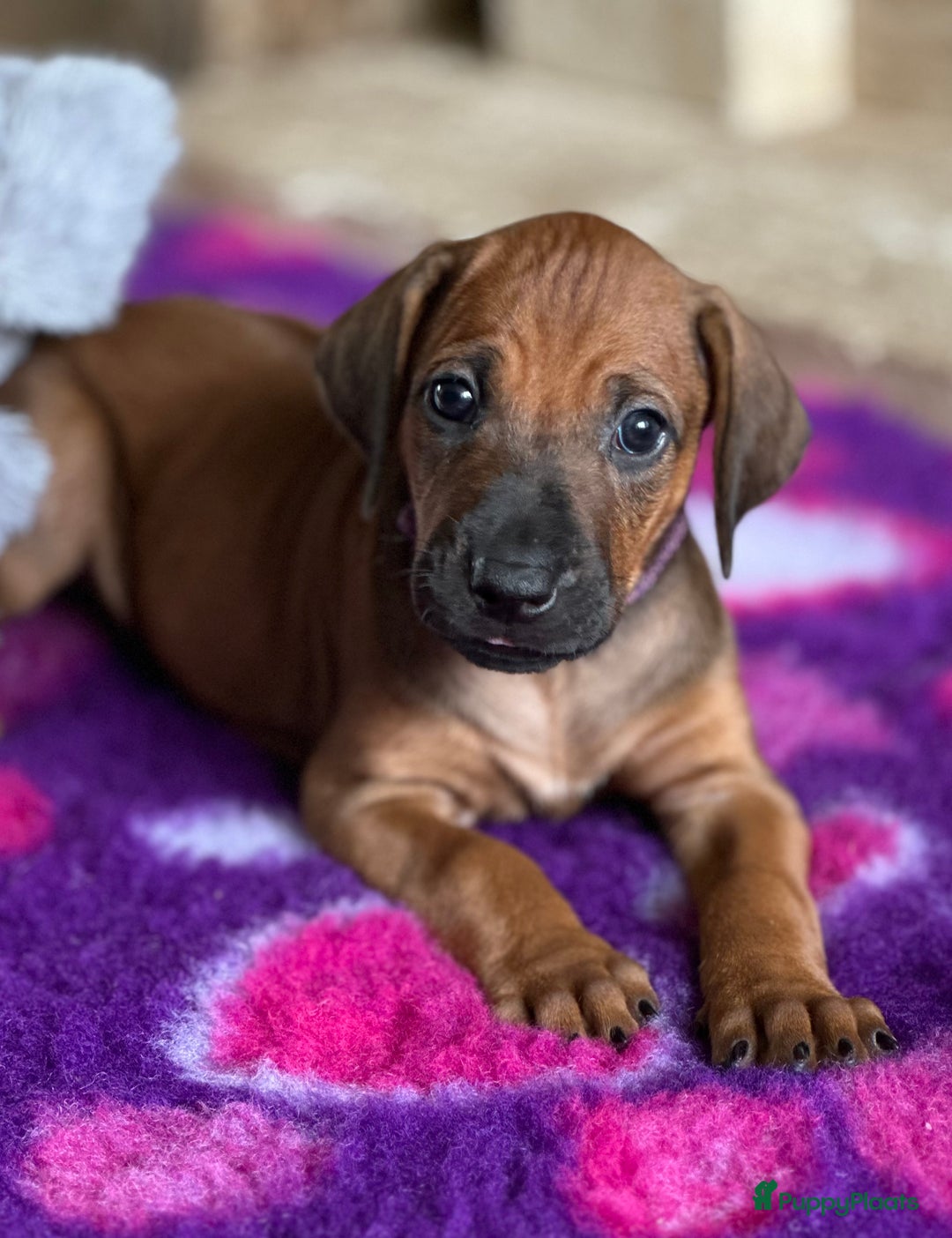 Rhodesian Ridgeback honden te koop: Prachtige en perfecte Rhodesian Ridgeback pups in Oosterbeek - Afbeelding 19