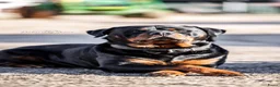 Rottweiler honden te koop: Rottweiler pups verwacht. - Advertentie 5