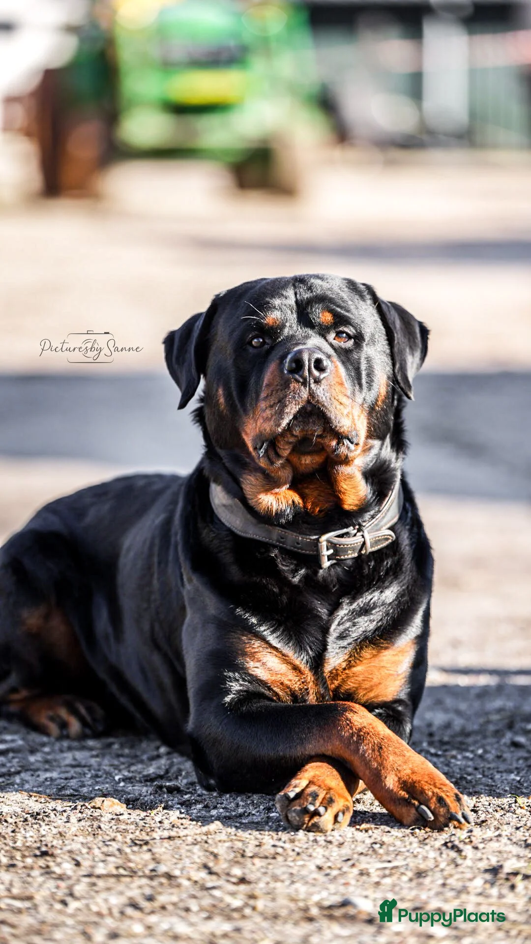 Rottweiler honden te koop: Rottweiler pups verwacht. - Advertentie 5