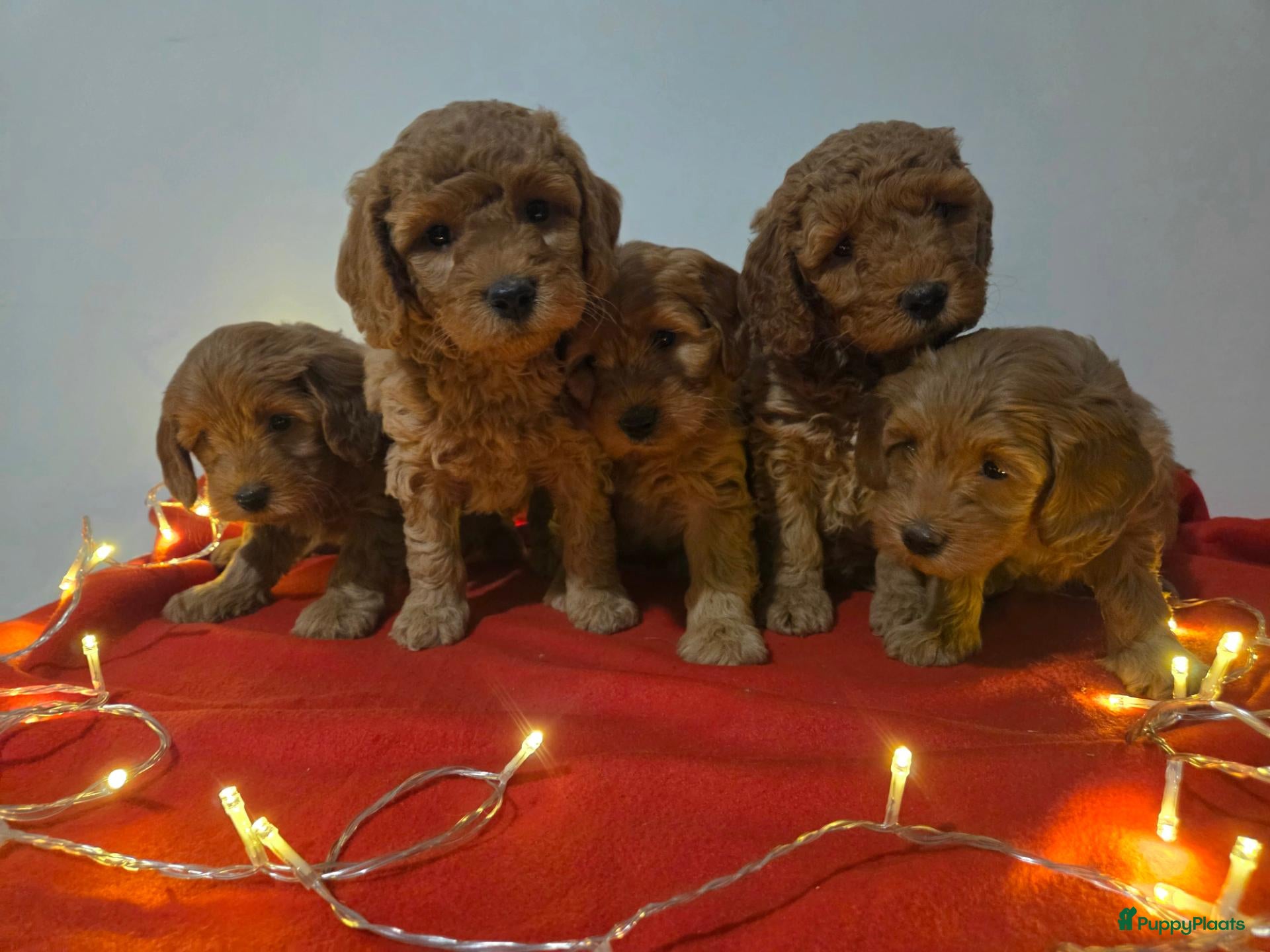 Labradoodle honden te koop: Mini labradoodle pups - abrikoos - Advertentie 2
