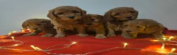 Labradoodle honden te koop: Mini labradoodle pups - abrikoos - Advertentie 1