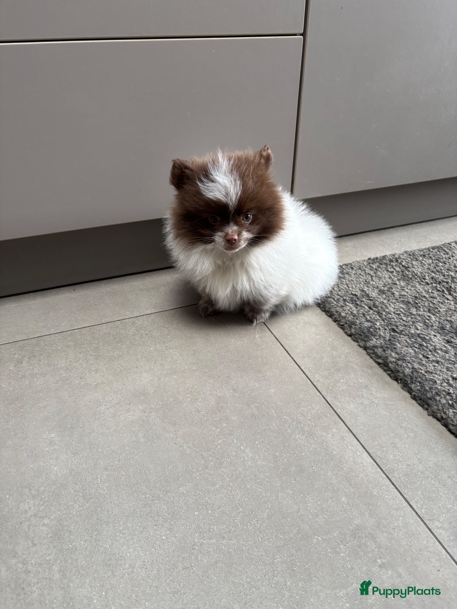 Pomeriaan honden Pomeriaan  - Advertentie 1