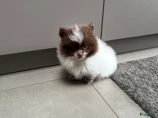 Pomeriaan honden Pomeriaan - Advertentie 1