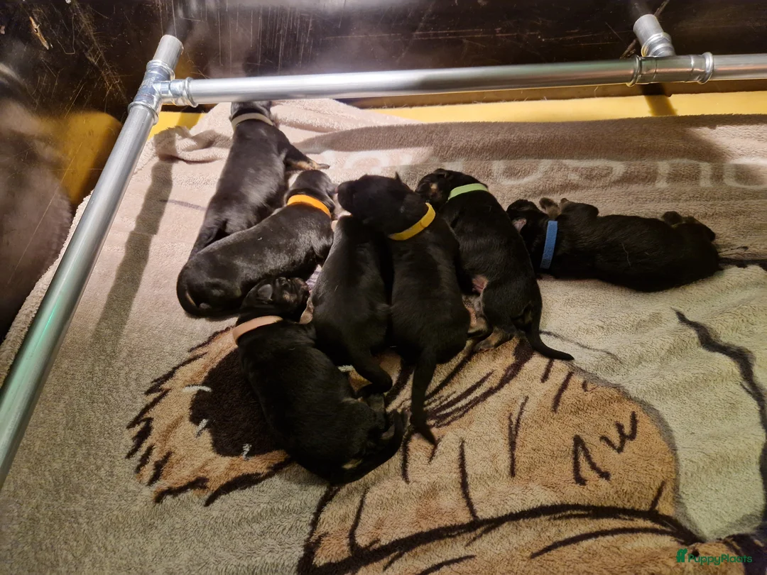 Duitse Herder honden te koop: Topkwaliteit Duitse Herder Pups - Advertentie 20