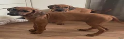 Rhodesian Ridgeback honden te koop: 10 prachtige Rhodesian Ridgeback pups te koop - Advertentie 4