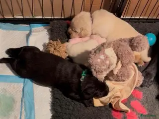 Labrador Retriever honden Labrador pups geboren – nog enkele beschikbaar - Advertentie 4