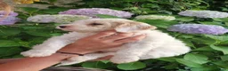 Australian Labradoodle honden te koop: Australian Labradoodle pups - Advertentie 25