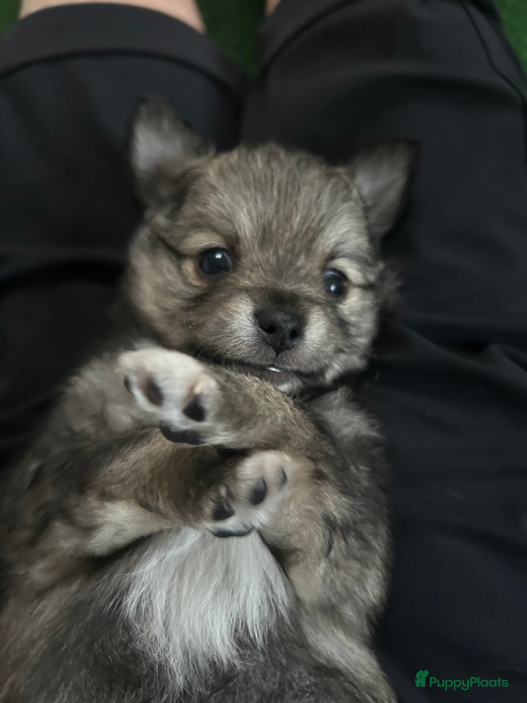 Pomchi honden te koop: Pomchi reutje - Advertentie 12
