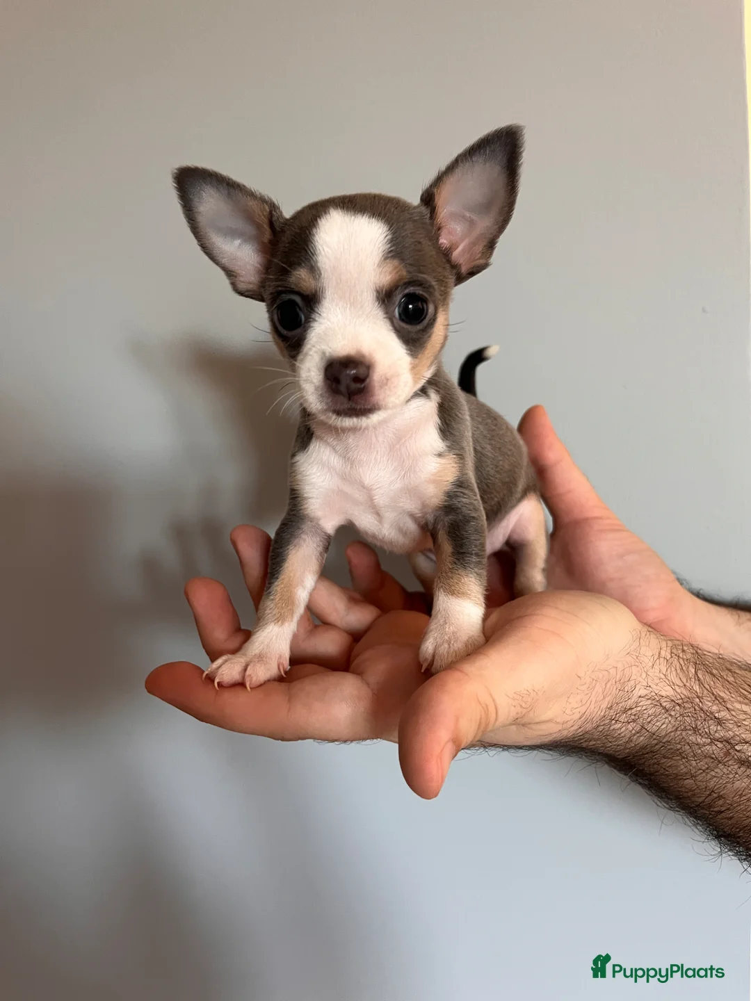 Chihuahua honden te koop: Lieve Chihuahua pups zoeken hun gouden mandje 🐾 - Advertentie 22