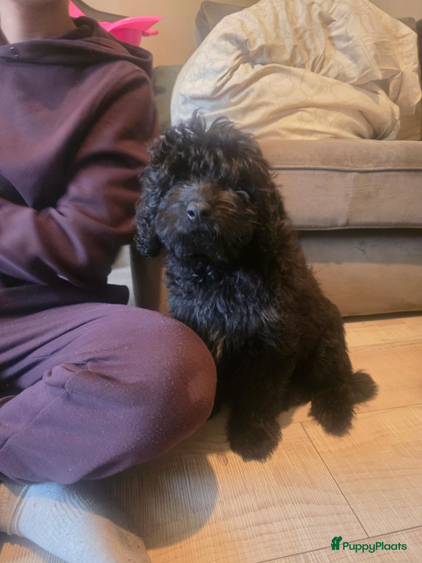 Labradoodle honden Leuke Reu zoekt gouden mand - Advertentie 10