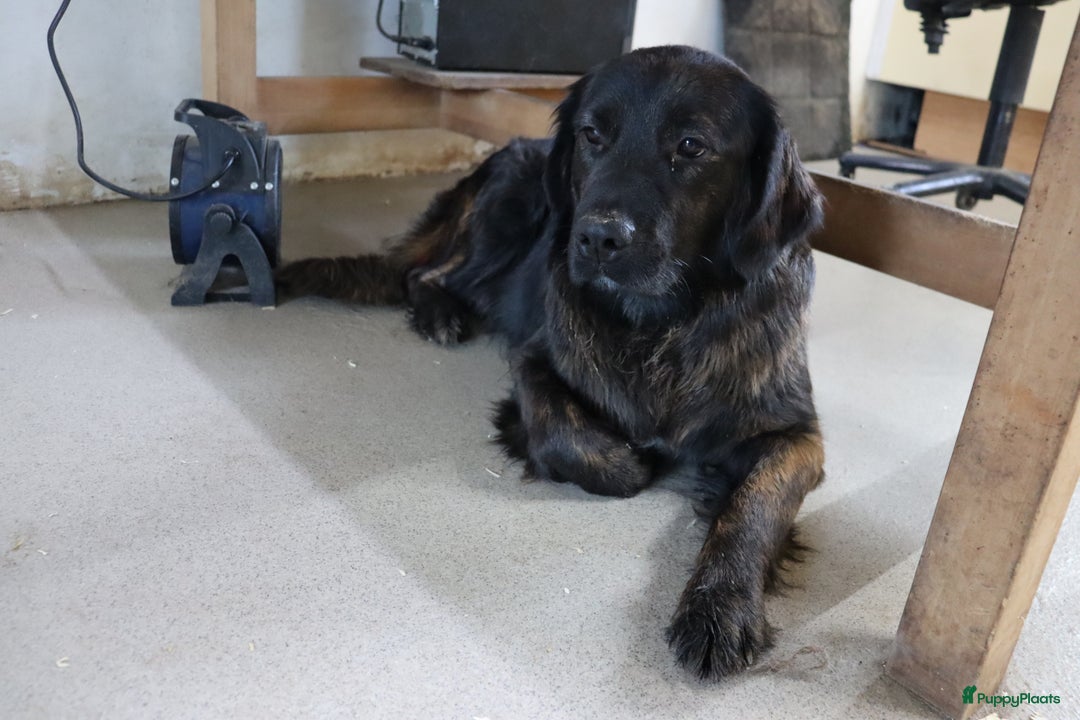 Goldador honden te koop: Super Lieve Golden Retriever pups te koop - Advertentie 13