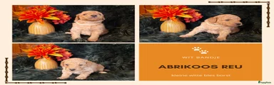 Abrikoos reu